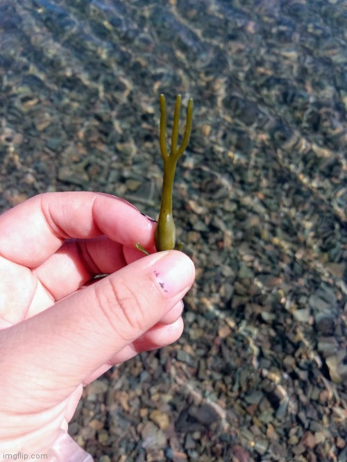 Sea fork | image tagged in photo,seaweed,idk | made w/ Imgflip meme maker