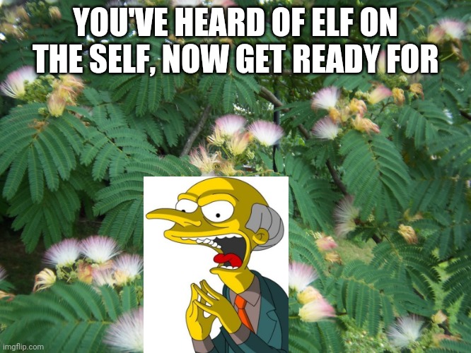 fern | YOU'VE HEARD OF ELF ON THE SELF, NOW GET READY FOR | image tagged in fern | made w/ Imgflip meme maker