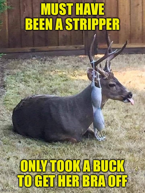 Make It Rein, Deer | MUST HAVE BEEN A STRIPPER; ONLY TOOK A BUCK TO GET HER BRA OFF | image tagged in reindeer,buck,stripper,bra | made w/ Imgflip meme maker