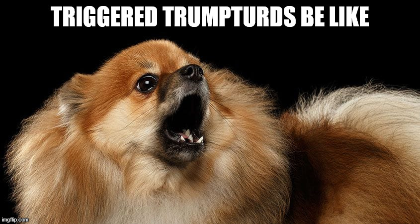 TRIGGERED TRUMPTURDS BE LIKE | made w/ Imgflip meme maker