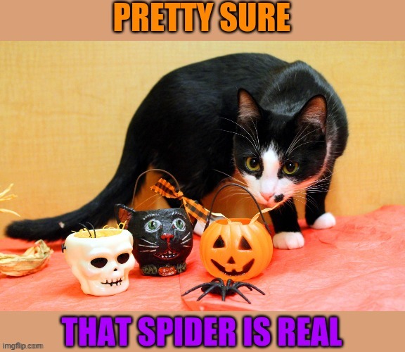 image tagged in cats,cute,eat the spider,spooky | made w/ Imgflip meme maker