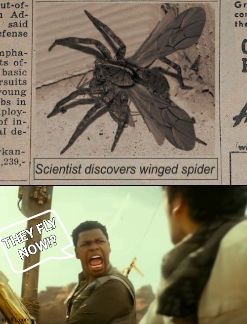 Flying Spiders | image tagged in they fly now - finn | made w/ Imgflip meme maker