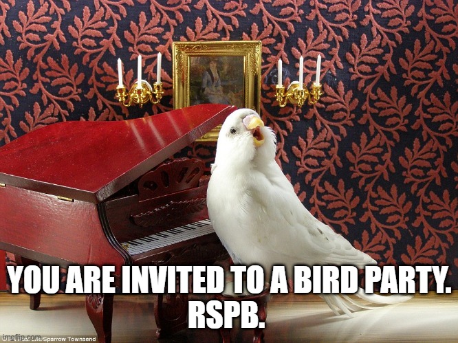 singing budgie | YOU ARE INVITED TO A BIRD PARTY.
RSPB. | image tagged in singing budgie | made w/ Imgflip meme maker