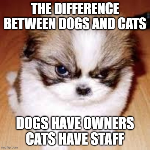 grumpy cats runner up, grumpy dog... | THE DIFFERENCE BETWEEN DOGS AND CATS; DOGS HAVE OWNERS CATS HAVE STAFF | image tagged in grumpy cats runner up grumpy dog,dogs,memes,angry dog,cats,funny | made w/ Imgflip meme maker