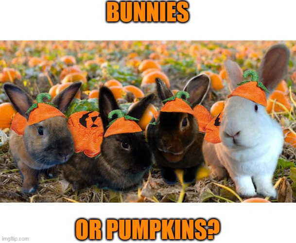 PUMPKIN BUNNIES! | BUNNIES; OR PUMPKINS? | image tagged in bunny,rabbit,halloween,pumpkin,spooktober | made w/ Imgflip meme maker