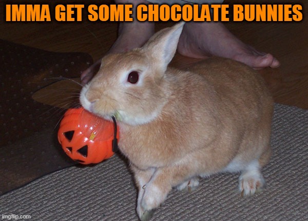 BUNNY GETTING CANDY | IMMA GET SOME CHOCOLATE BUNNIES | image tagged in candy,bunnies,rabbit,halloween,spooktober,trick or treat | made w/ Imgflip meme maker