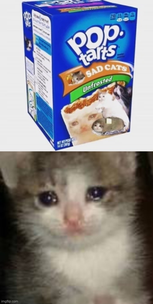 :( | image tagged in sad cat,pop tarts | made w/ Imgflip meme maker
