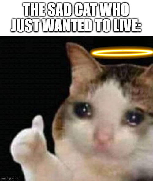 sad thumbs up cat | THE SAD CAT WHO JUST WANTED TO LIVE: | image tagged in sad thumbs up cat | made w/ Imgflip meme maker