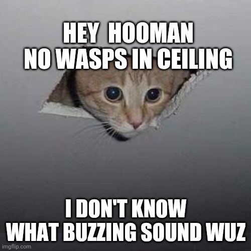 Hornet king in a nutshell | HEY  HOOMAN NO WASPS IN CEILING; I DON'T KNOW WHAT BUZZING SOUND WUZ | image tagged in memes,ceiling cat | made w/ Imgflip meme maker