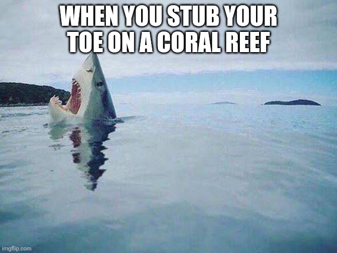 rEEEEEEEEEEEEEEEEEEEEE | WHEN YOU STUB YOUR TOE ON A CORAL REEF | image tagged in shark steps on lego | made w/ Imgflip meme maker