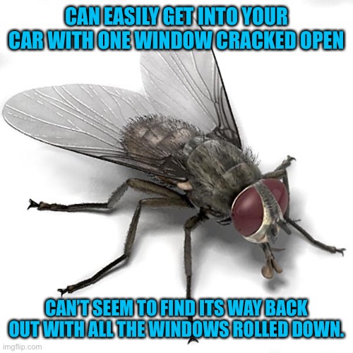 Scumbag House Fly | CAN EASILY GET INTO YOUR CAR WITH ONE WINDOW CRACKED OPEN; CAN’T SEEM TO FIND ITS WAY BACK OUT WITH ALL THE WINDOWS ROLLED DOWN. | image tagged in scumbag house fly | made w/ Imgflip meme maker