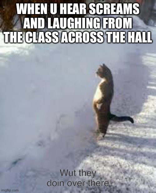 Probably kahoot | WHEN U HEAR SCREAMS AND LAUGHING FROM THE CLASS ACROSS THE HALL; Wut they doin over there | image tagged in cat looking over snow | made w/ Imgflip meme maker