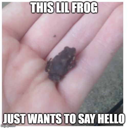Lil froggo hi | THIS LIL FROG; JUST WANTS TO SAY HELLO | image tagged in frogs,hello | made w/ Imgflip meme maker