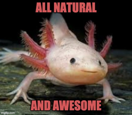 amazing amphibian | ALL NATURAL; AND AWESOME | image tagged in axolotl,cute,amphibian,endangered | made w/ Imgflip meme maker