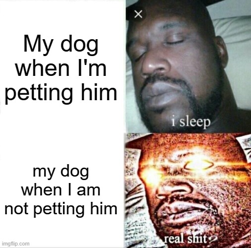 d o g g o | My dog when I'm petting him; my dog when I am not petting him | image tagged in memes,sleeping shaq | made w/ Imgflip meme maker