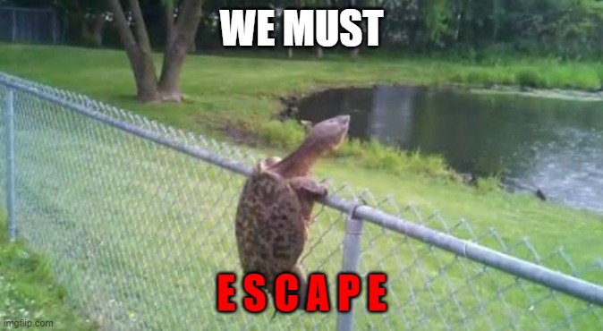 turtle fence escape | WE MUST E S C A P E | image tagged in turtle fence escape | made w/ Imgflip meme maker