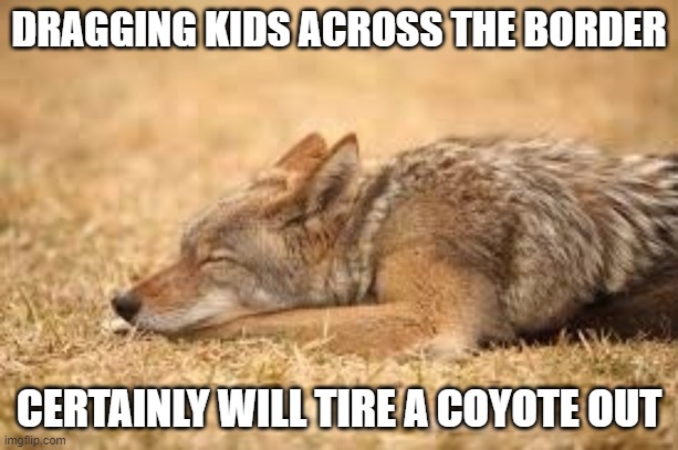 tired coyote | DRAGGING KIDS ACROSS THE BORDER; CERTAINLY WILL TIRE A COYOTE OUT | image tagged in coyote | made w/ Imgflip meme maker