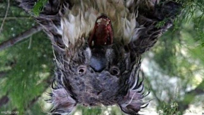 Angry Koala Meme | image tagged in memes,angry koala | made w/ Imgflip meme maker