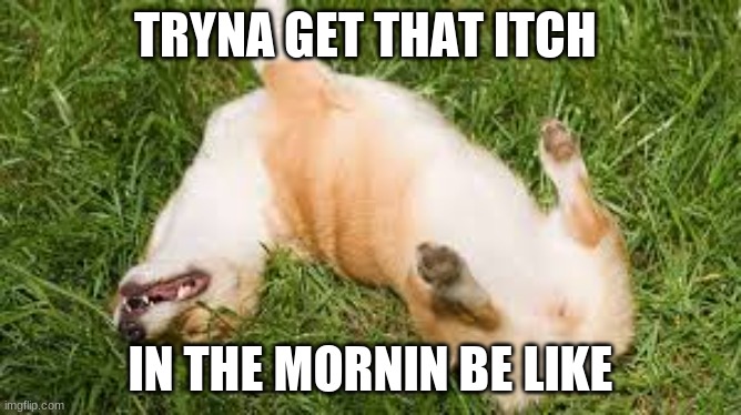 Tryna get that itch in the mornin be like | TRYNA GET THAT ITCH; IN THE MORNIN BE LIKE | image tagged in dogs,funny,memes,morning | made w/ Imgflip meme maker