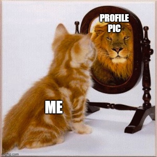cats and mirrors | PROFILE PIC; ME | image tagged in cats and mirrors | made w/ Imgflip meme maker