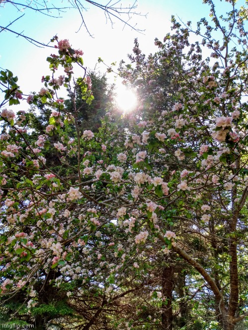 Cherry blossoms | image tagged in photo | made w/ Imgflip meme maker