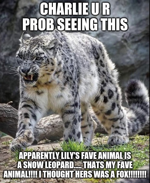 Angry snow leopard | CHARLIE U R PROB SEEING THIS; APPARENTLY LILY'S FAVE ANIMAL IS A SNOW LEOPARD..... THATS MY FAVE ANIMAL!!!! I THOUGHT HERS WAS A FOX!!!!!!!! | image tagged in angry snow leopard | made w/ Imgflip meme maker