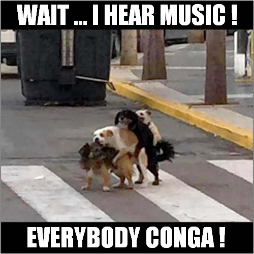 They're Having A Lovely Time ! | WAIT ... I HEAR MUSIC ! EVERYBODY CONGA ! | image tagged in dog,dancing,frontpage | made w/ Imgflip meme maker