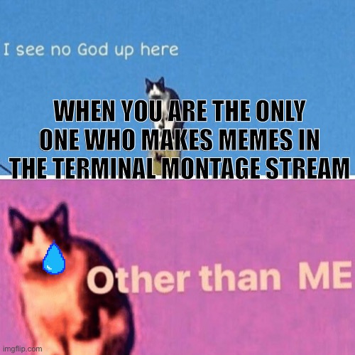 Sad | WHEN YOU ARE THE ONLY ONE WHO MAKES MEMES IN THE TERMINAL MONTAGE STREAM | image tagged in hail pole cat | made w/ Imgflip meme maker