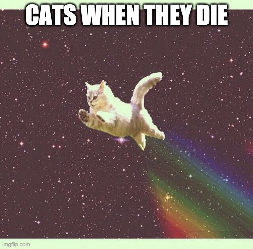 Nyan Cat Real | CATS WHEN THEY DIE | image tagged in nyan cat real | made w/ Imgflip meme maker