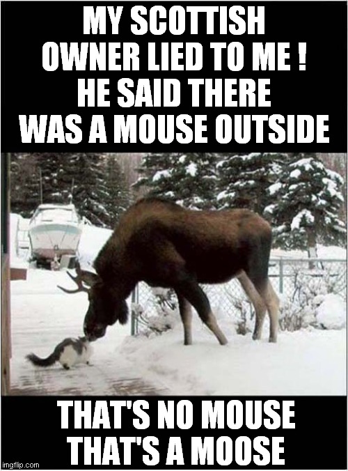 Cats Confusion Over Pronunciation | MY SCOTTISH OWNER LIED TO ME !
HE SAID THERE WAS A MOUSE OUTSIDE; THAT'S NO MOUSE
THAT'S A MOOSE | image tagged in scottish,pronunciation,moose,mouse,frontpage | made w/ Imgflip meme maker