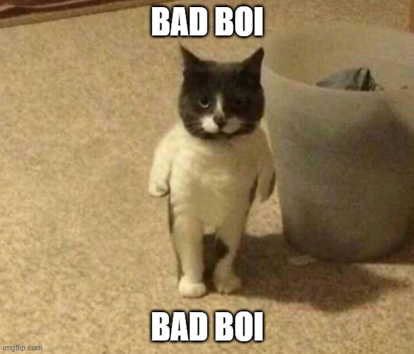 bad boi cat meme | BAD BOI; BAD BOI | image tagged in blursed cat | made w/ Imgflip meme maker