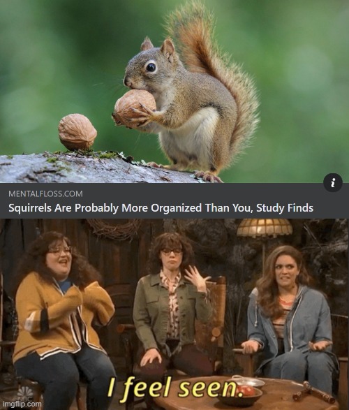 no lies | image tagged in i feel seen still,squirrel,squirrels,fun,news,study | made w/ Imgflip meme maker