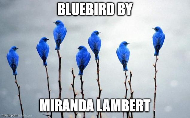 Link In Comments | BLUEBIRD BY; MIRANDA LAMBERT | image tagged in bluebirds,cool | made w/ Imgflip meme maker