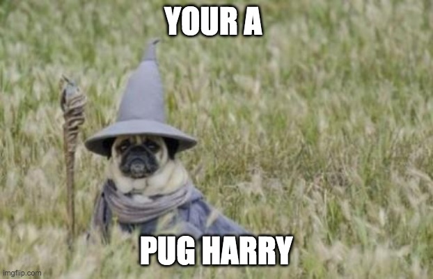Wizard Pug | YOUR A; PUG HARRY | image tagged in wizard pug | made w/ Imgflip meme maker
