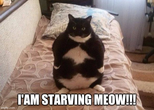 Starving Cat | I'AM STARVING MEOW!!! | image tagged in starving cat | made w/ Imgflip meme maker