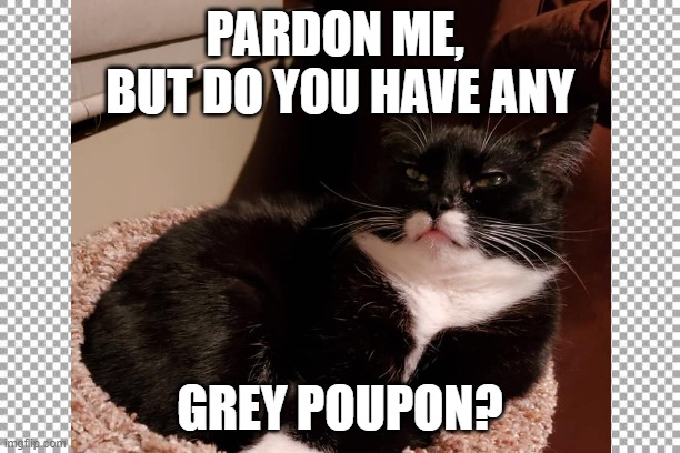 Grey Poupon | PARDON ME, 
BUT DO YOU HAVE ANY; GREY POUPON? | image tagged in cats,chonky,cat,funny cats | made w/ Imgflip meme maker
