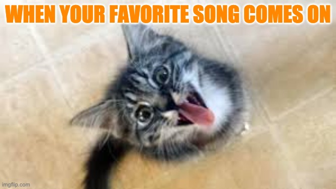 meow |  WHEN YOUR FAVORITE SONG COMES ON | image tagged in funny | made w/ Imgflip meme maker