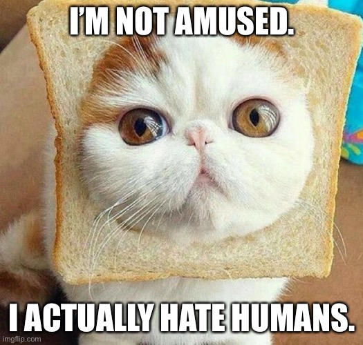 Pain du le chat | I’M NOT AMUSED. I ACTUALLY HATE HUMANS. | image tagged in bread cat | made w/ Imgflip meme maker