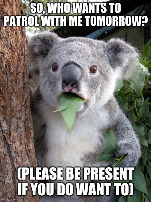 Surprised Koala Meme | SO, WHO WANTS TO PATROL WITH ME TOMORROW? (PLEASE BE PRESENT IF YOU DO WANT TO) | image tagged in memes,surprised koala | made w/ Imgflip meme maker