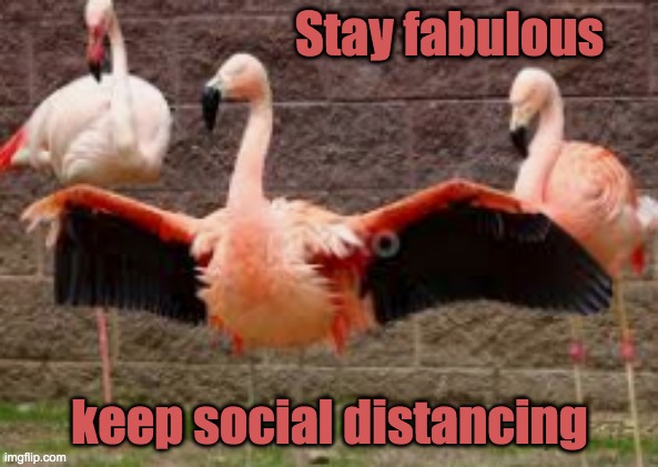 space to shine | Stay fabulous; keep social distancing | image tagged in flamingo,space,covid-19 | made w/ Imgflip meme maker