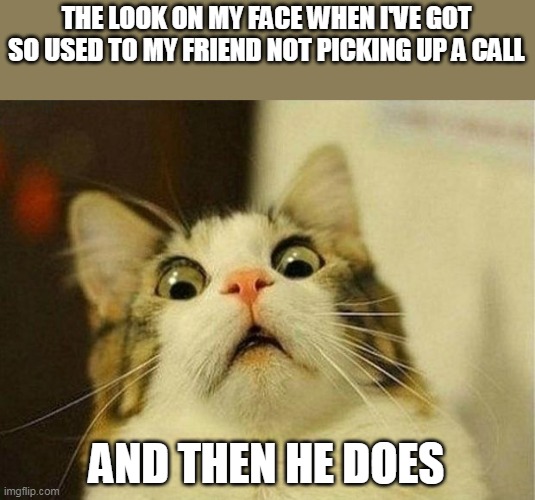 Phone calls make me feel like that panicking cat meme with blurred sides :  r/memes