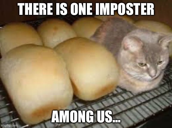 Cat bun | THERE IS ONE IMPOSTER; AMONG US... | image tagged in memes | made w/ Imgflip meme maker