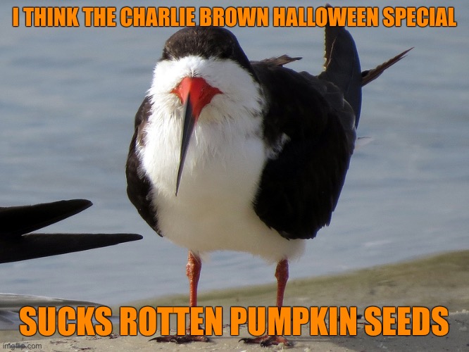 Even Less Popular Opinion Bird | I THINK THE CHARLIE BROWN HALLOWEEN SPECIAL; SUCKS ROTTEN PUMPKIN SEEDS | image tagged in even less popular opinion bird,charlie brown,halloween | made w/ Imgflip meme maker