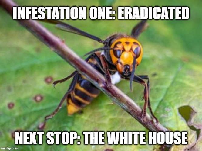 infestations | INFESTATION ONE: ERADICATED; NEXT STOP: THE WHITE HOUSE | image tagged in trump,hornet,white house | made w/ Imgflip meme maker