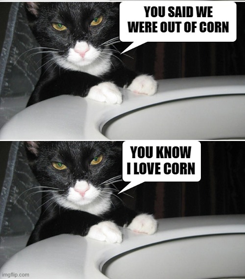 corn | YOU SAID WE WERE OUT OF CORN; YOU KNOW I LOVE CORN | image tagged in corn,cat | made w/ Imgflip meme maker