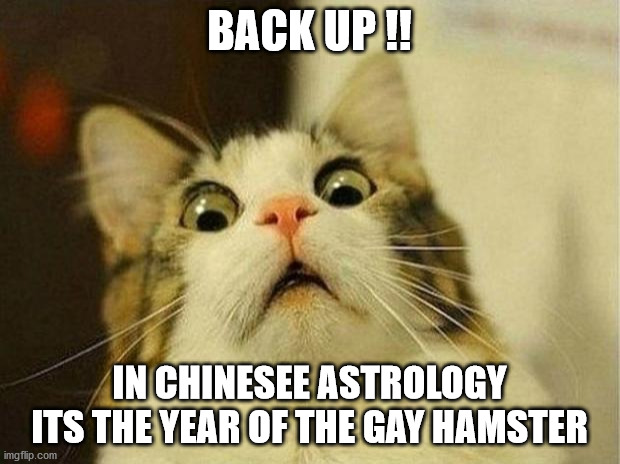 Scared Cat Meme | BACK UP !! IN CHINESEE ASTROLOGY ITS THE YEAR OF THE GAY HAMSTER | image tagged in memes,scared cat | made w/ Imgflip meme maker