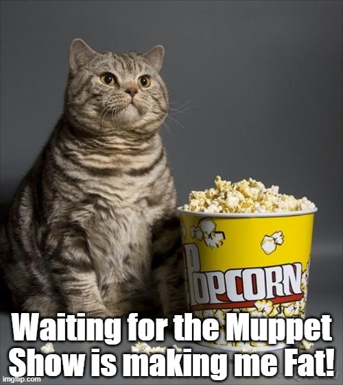 Cat eating popcorn | Waiting for the Muppet Show is making me Fat! | image tagged in cat eating popcorn | made w/ Imgflip meme maker