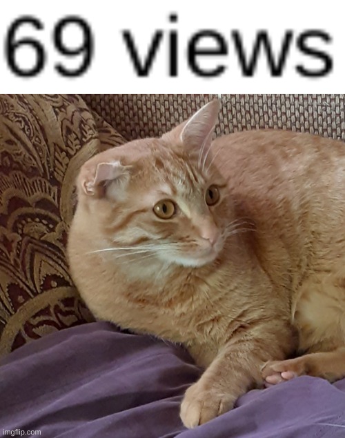 image tagged in scared cat | made w/ Imgflip meme maker