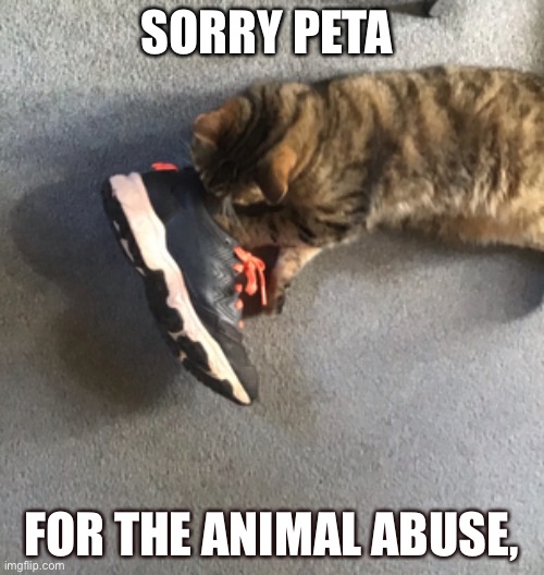 Sorry for the animal abuse peta, I swear she did it on her own accord. | SORRY PETA; FOR THE ANIMAL ABUSE, | image tagged in cats,shoes,stinky,peta,wtf | made w/ Imgflip meme maker