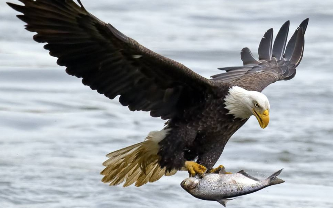 High Quality Eagle Catching Fish Blank Meme Template
